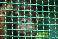 Mikhayla berusia 10 tahun salah satu orang utan termuda yang turut dilepasliarkan. ANTARAFOTO