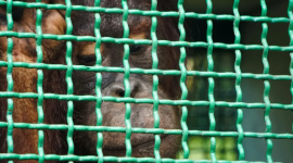 Mikhayla berusia 10 tahun salah satu orang utan termuda yang turut dilepasliarkan. ANTARAFOTO
