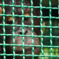 Mikhayla berusia 10 tahun salah satu orang utan termuda yang turut dilepasliarkan. ANTARAFOTO