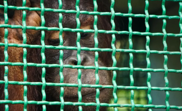 Mikhayla berusia 10 tahun salah satu orang utan termuda yang turut dilepasliarkan. ANTARAFOTO